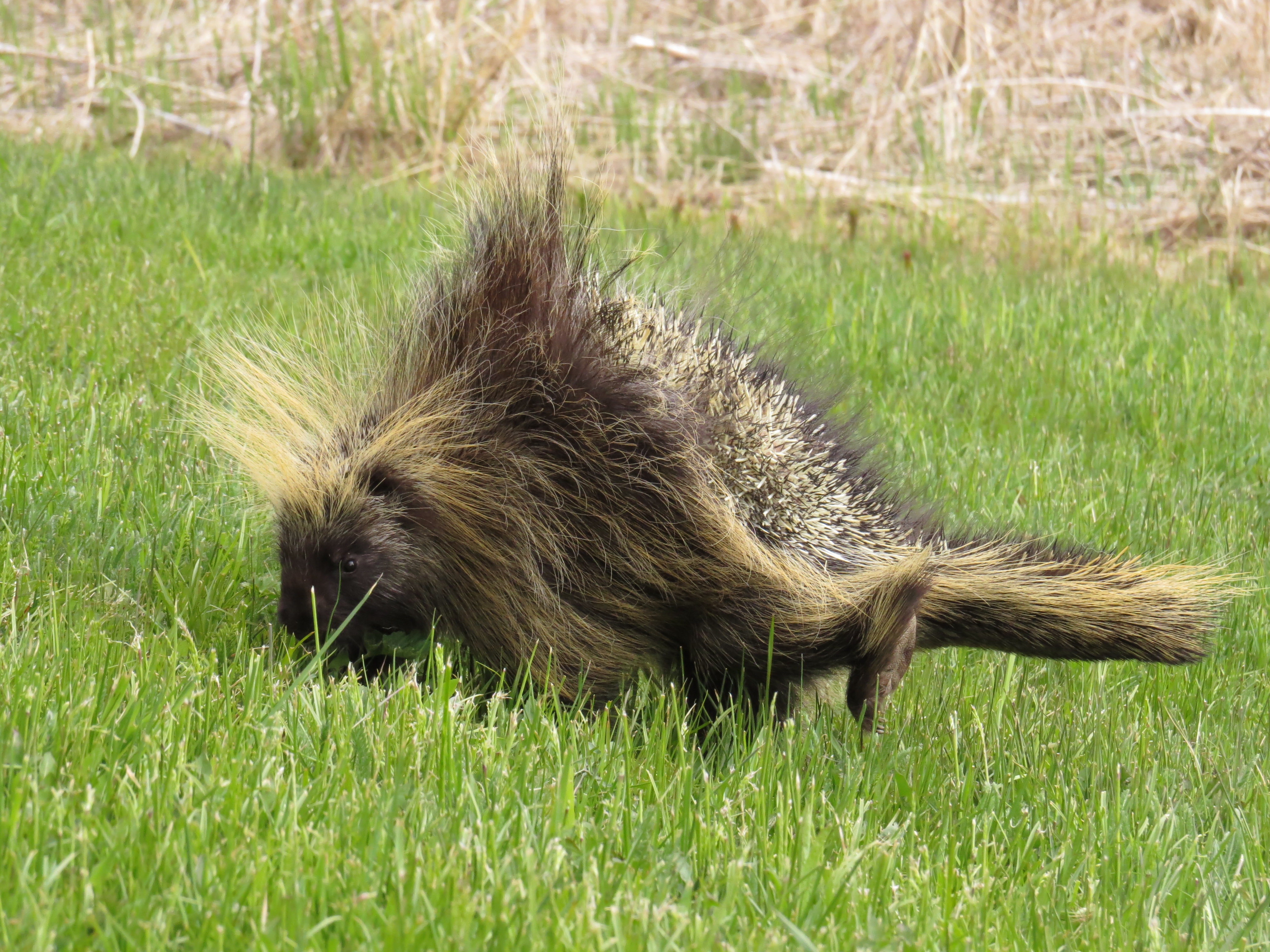 Porcupine4 alaskabirder